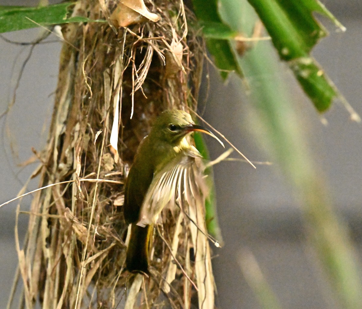 Сіпарая червона - ML651042746