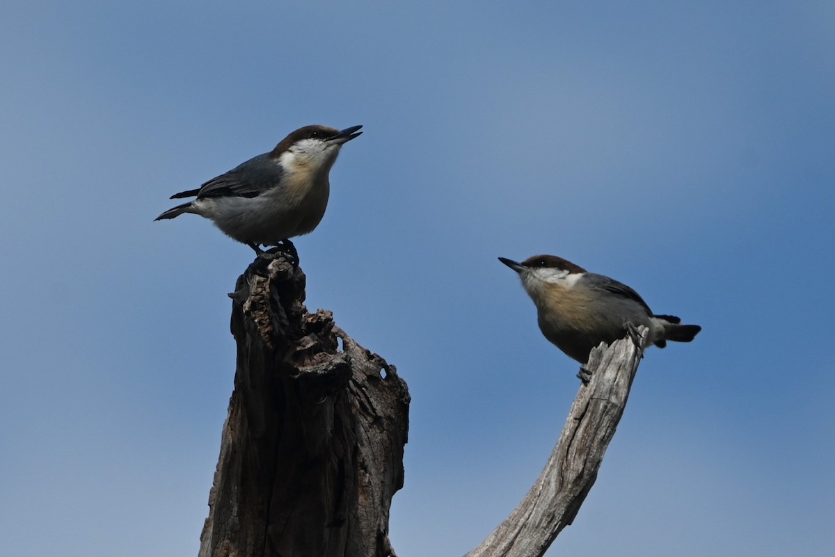 Boz Başlı Sıvacı - ML651042941