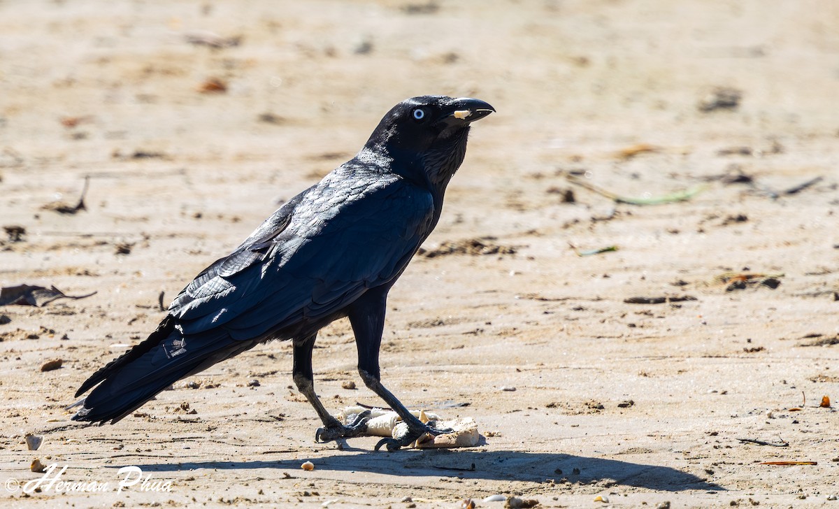 Torresian Crow - ML651043171