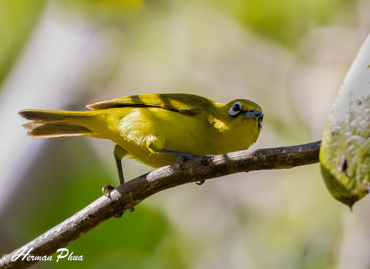 Australian Yellow White-eye - ML651043224