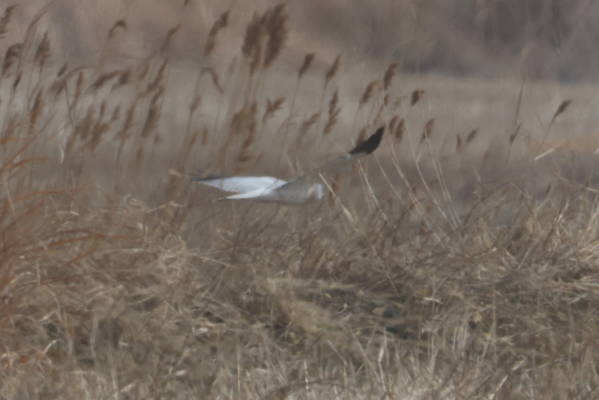 Hen Harrier - ML651043269