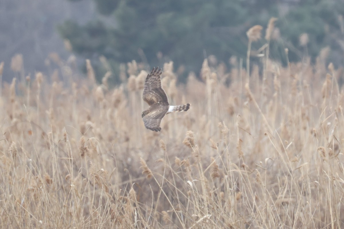Hen Harrier - ML651043270