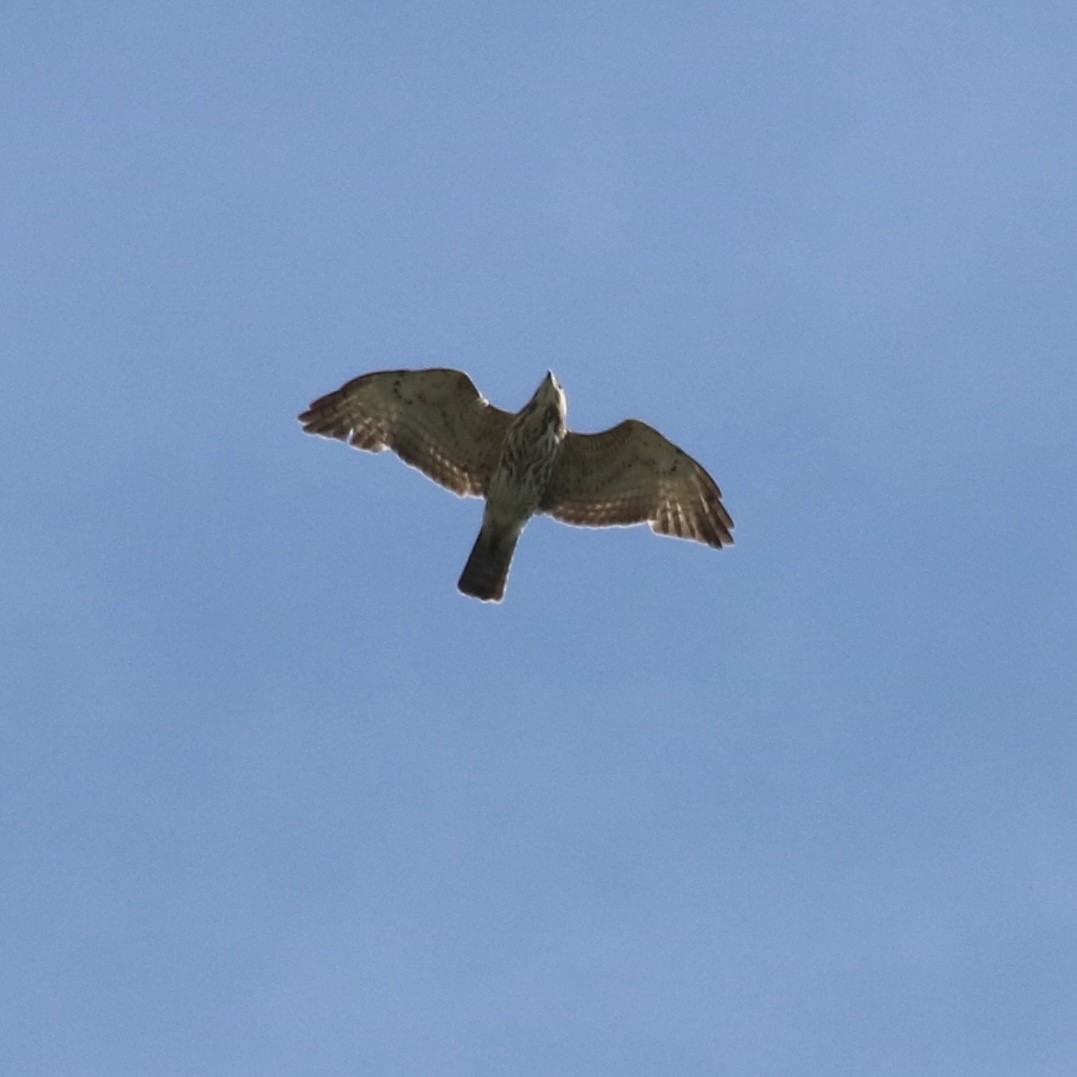 Broad-winged Hawk - ML651043379