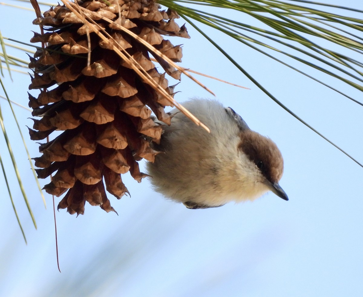 Boz Başlı Sıvacı - ML651043653