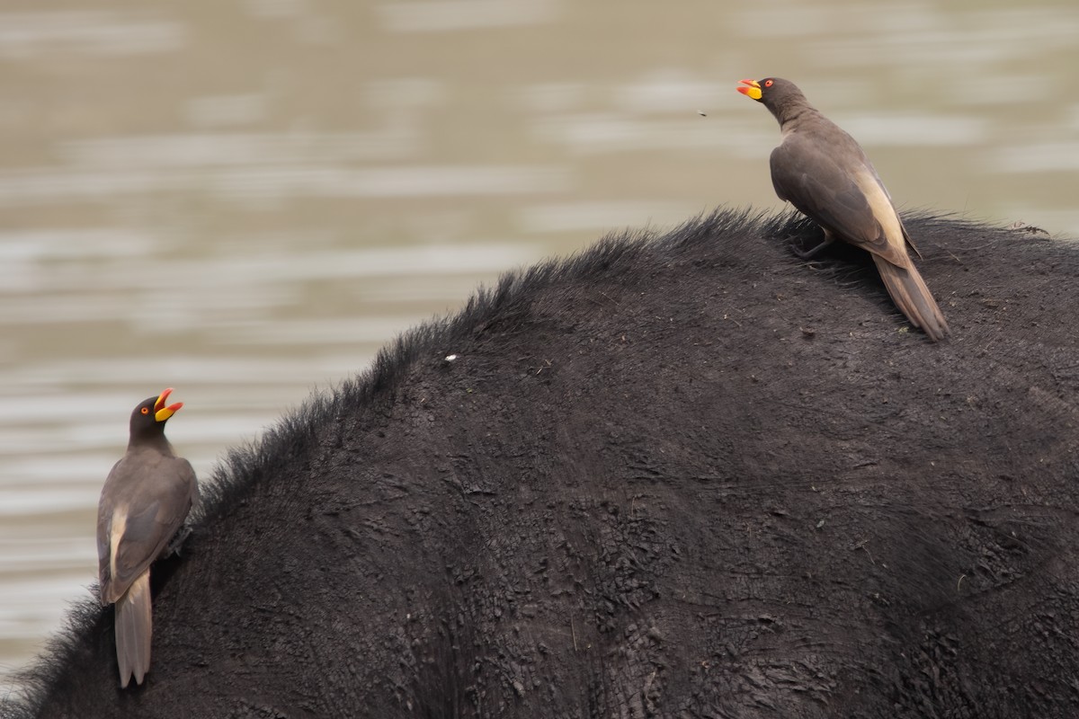 Yellow-billed Oxpecker - ML651043654