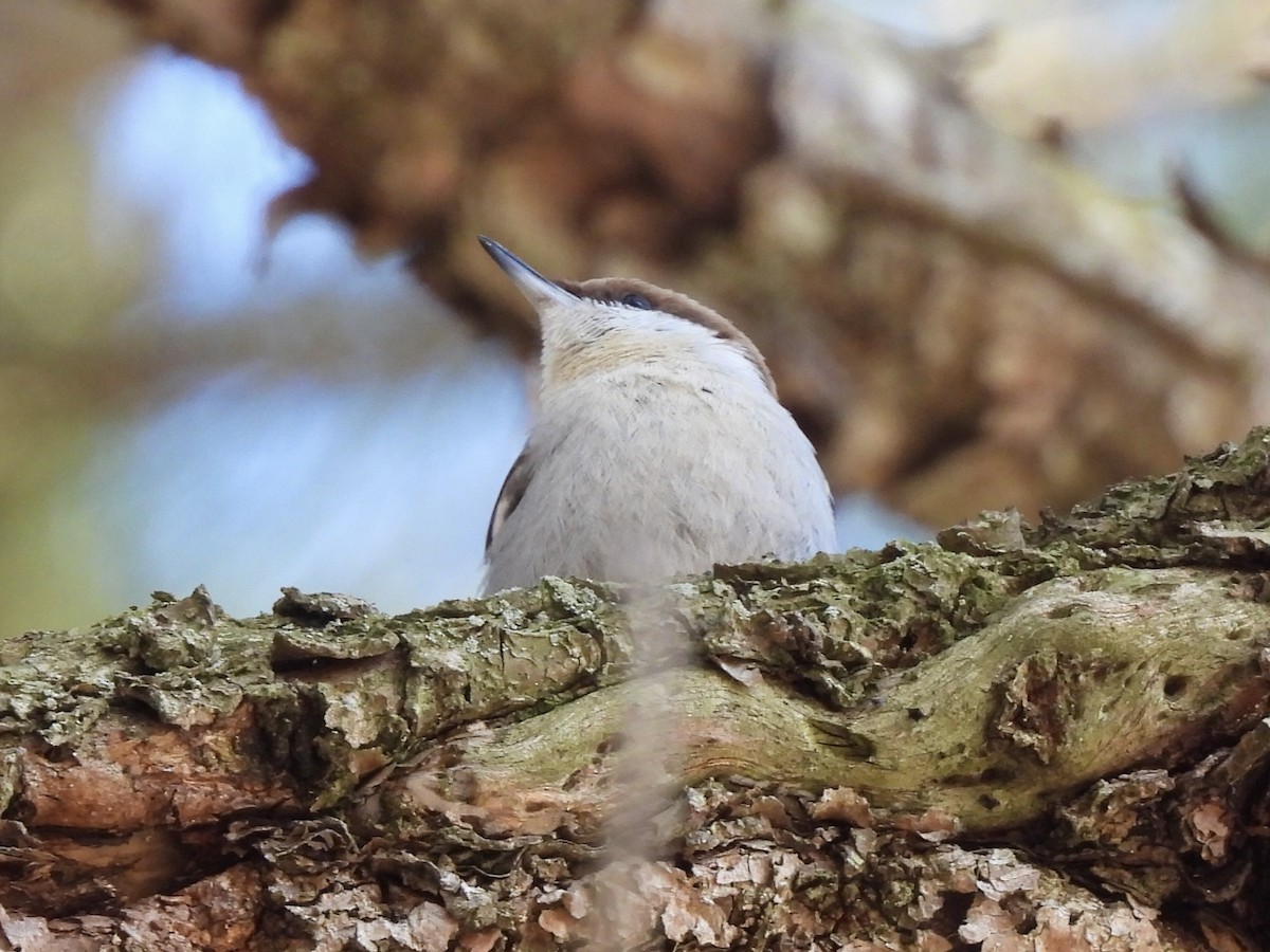 Boz Başlı Sıvacı - ML651043679