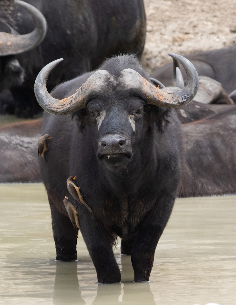 Yellow-billed Oxpecker - ML651043793