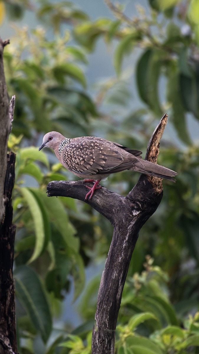 Tórtola Moteada - ML651043957