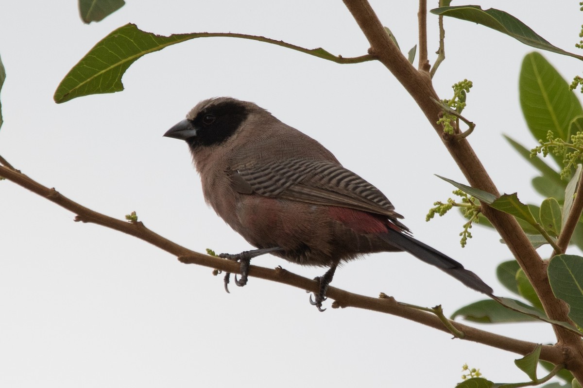 Black-faced Waxbill - ML651044216