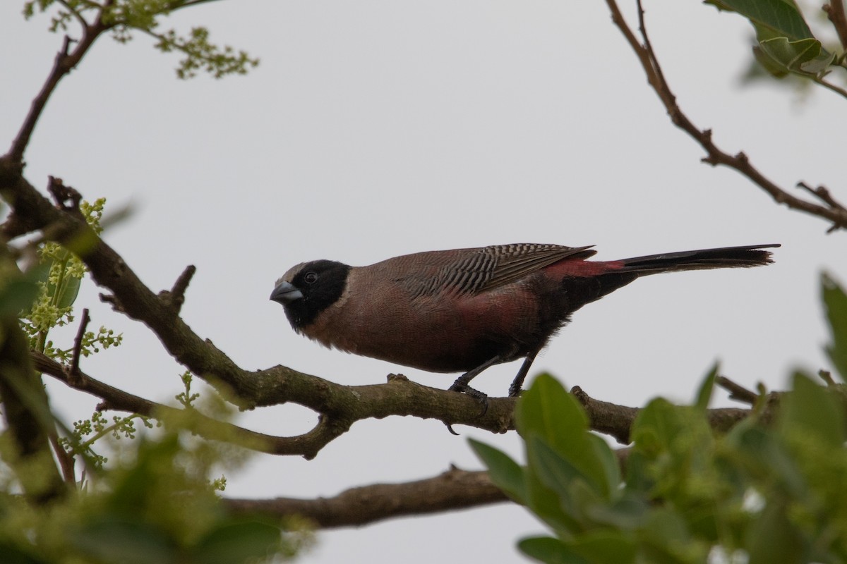 Black-faced Waxbill - ML651044217