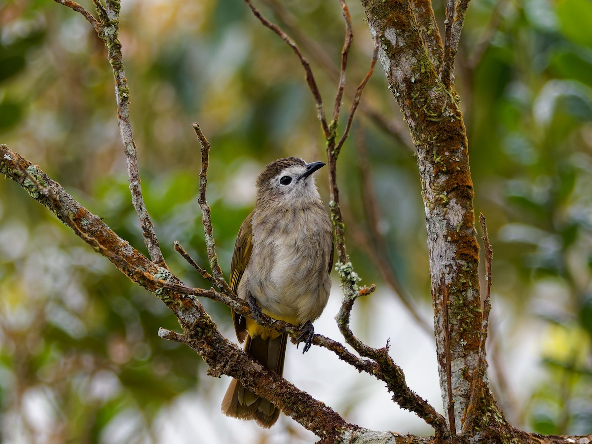 hvitfjesbylbyl - ML651044285