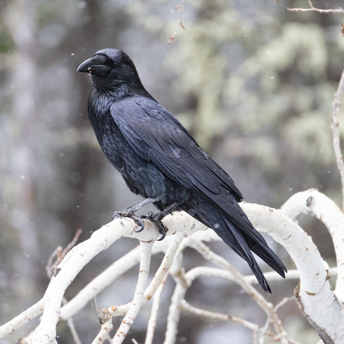 Common Raven - ML651044473