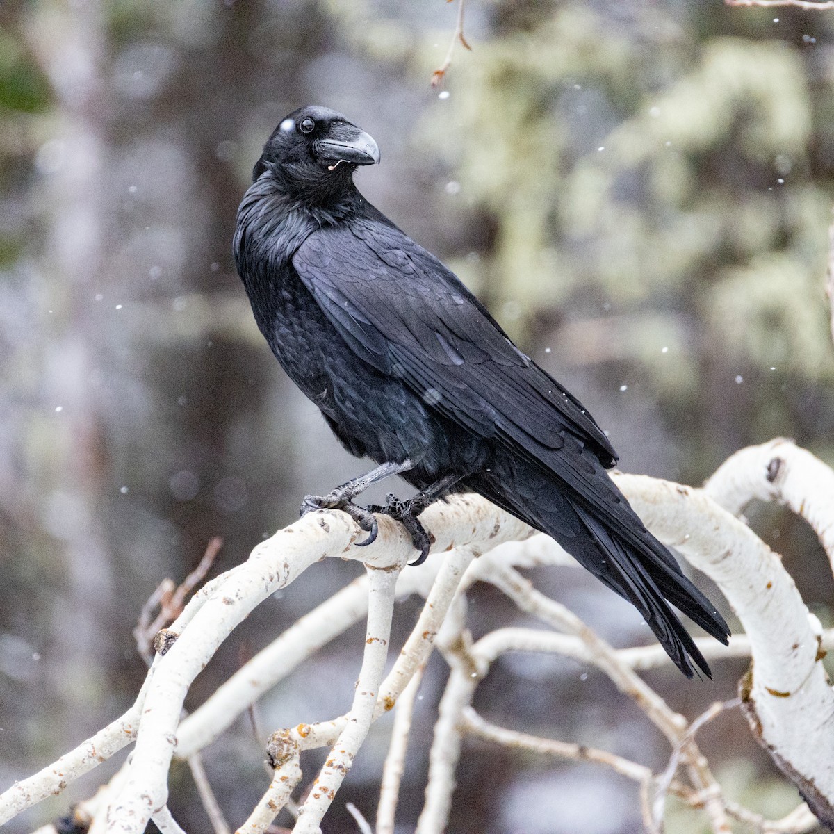 Common Raven - ML651044474