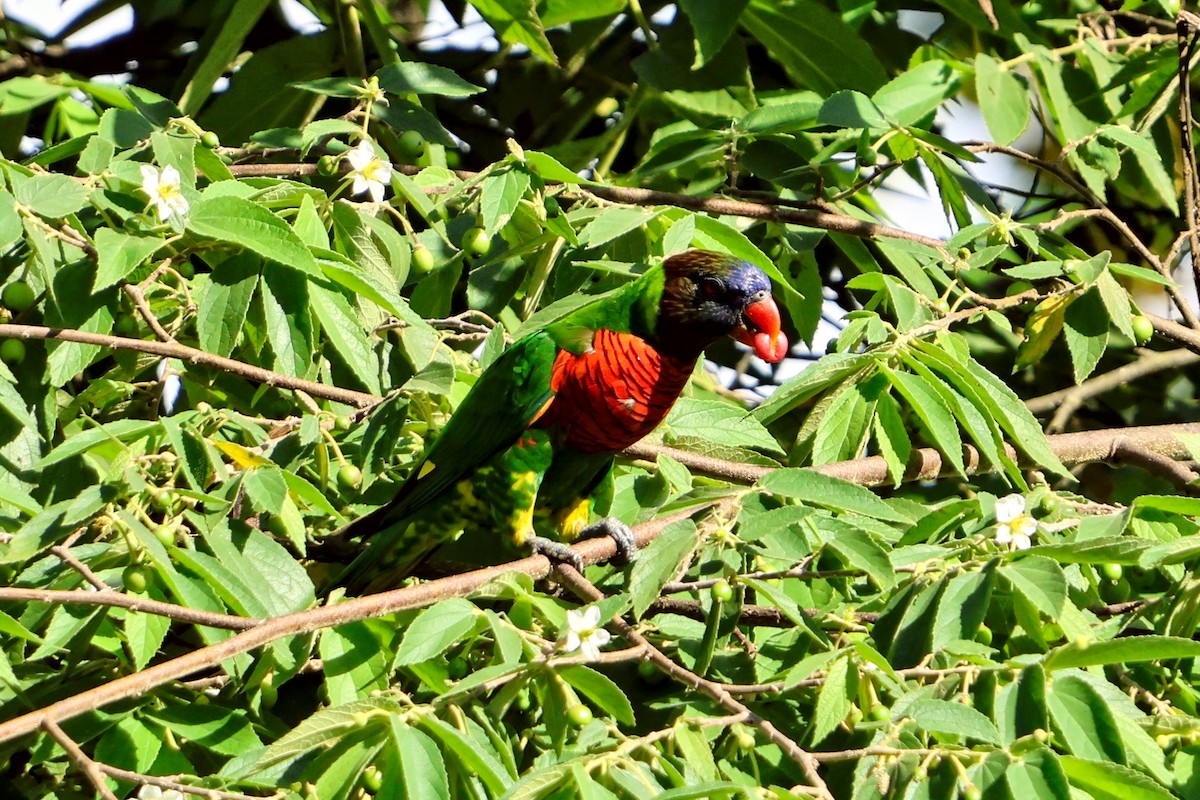 Coconut Lorikeet - ML651044477