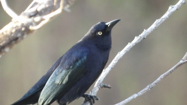 Carib Grackle - ML651044719