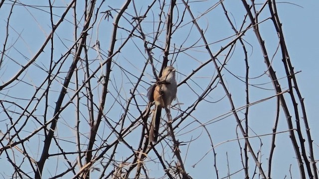 Beijing Babbler - ML651044814