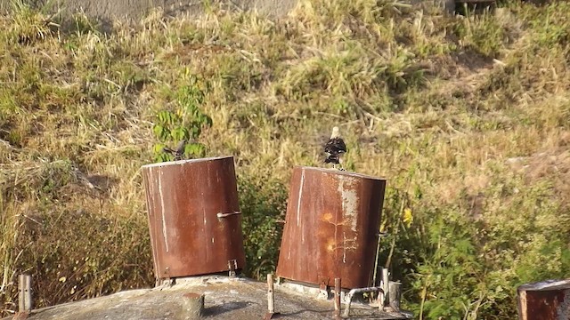 Yellow-headed Caracara - ML651045280