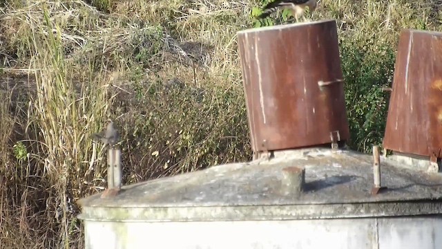 Yellow-headed Caracara - ML651045305