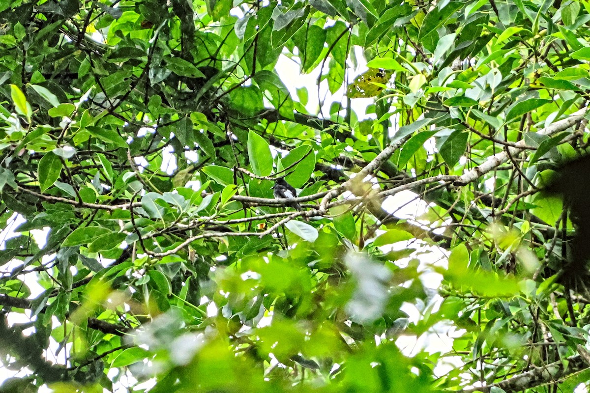 White-winged Fantail - ML651045360
