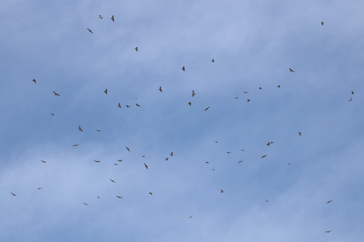 Broad-winged Hawk - ML651045389