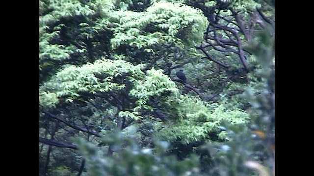 カラスバト - ML651046410