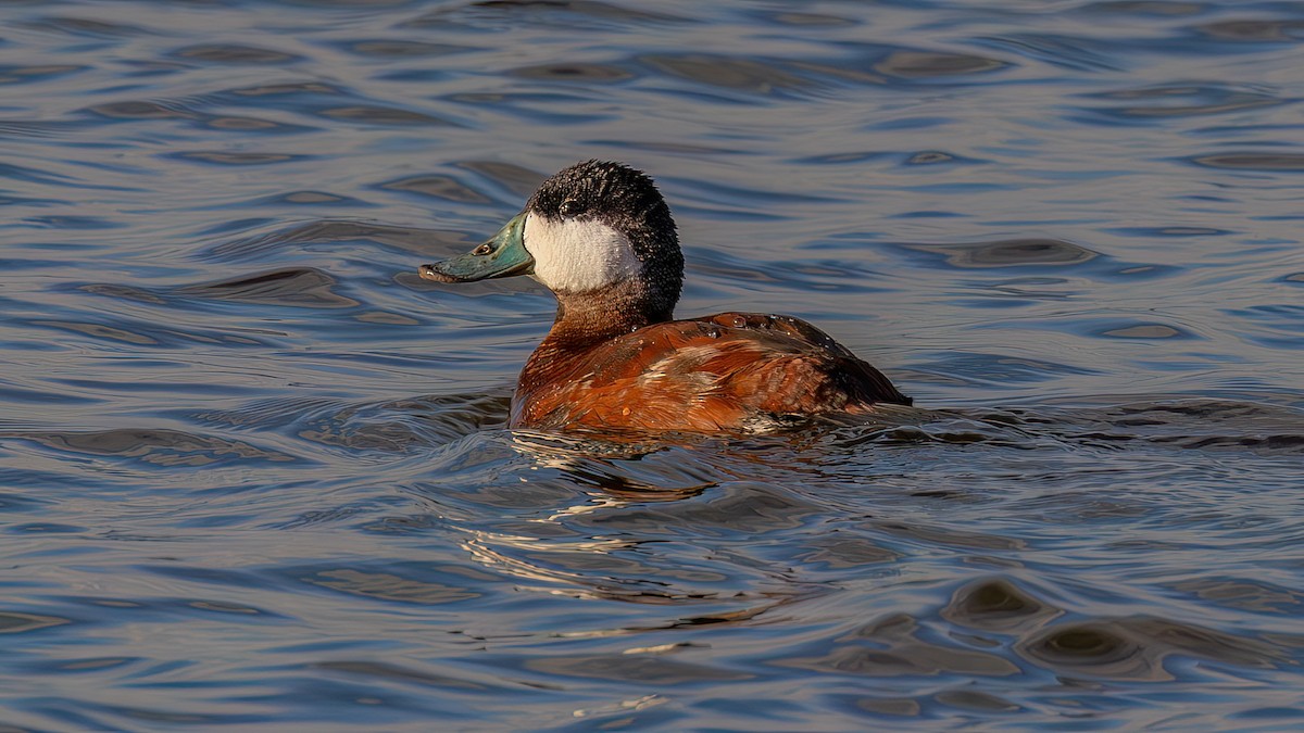 Ruddy Duck - ML651046609