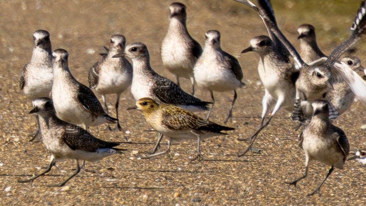 Pacific Golden-Plover - ML651046633