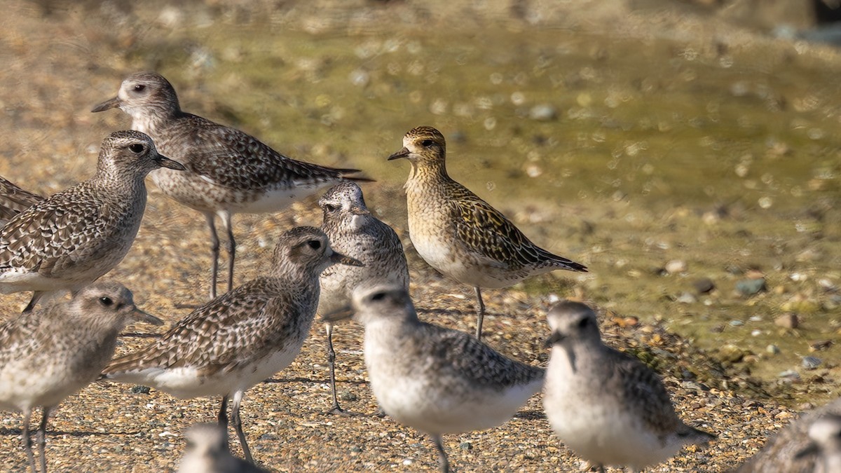 Pacific Golden-Plover - ML651046638