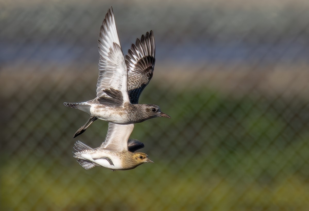 Pacific Golden-Plover - ML651046642