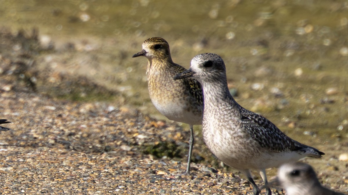 Pacific Golden-Plover - ML651046661