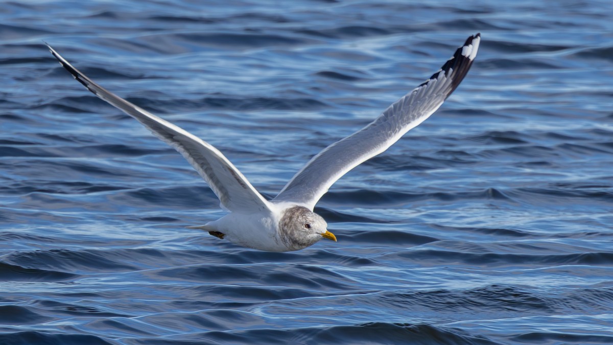 Short-billed Gull - ML651046697