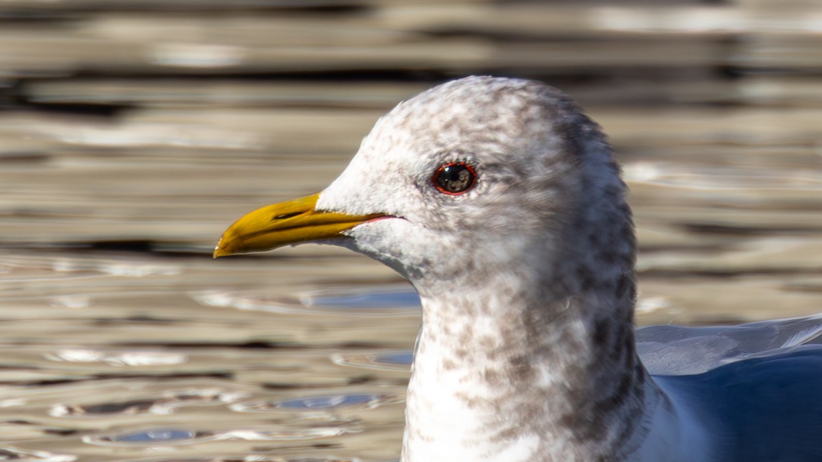 Short-billed Gull - ML651046702