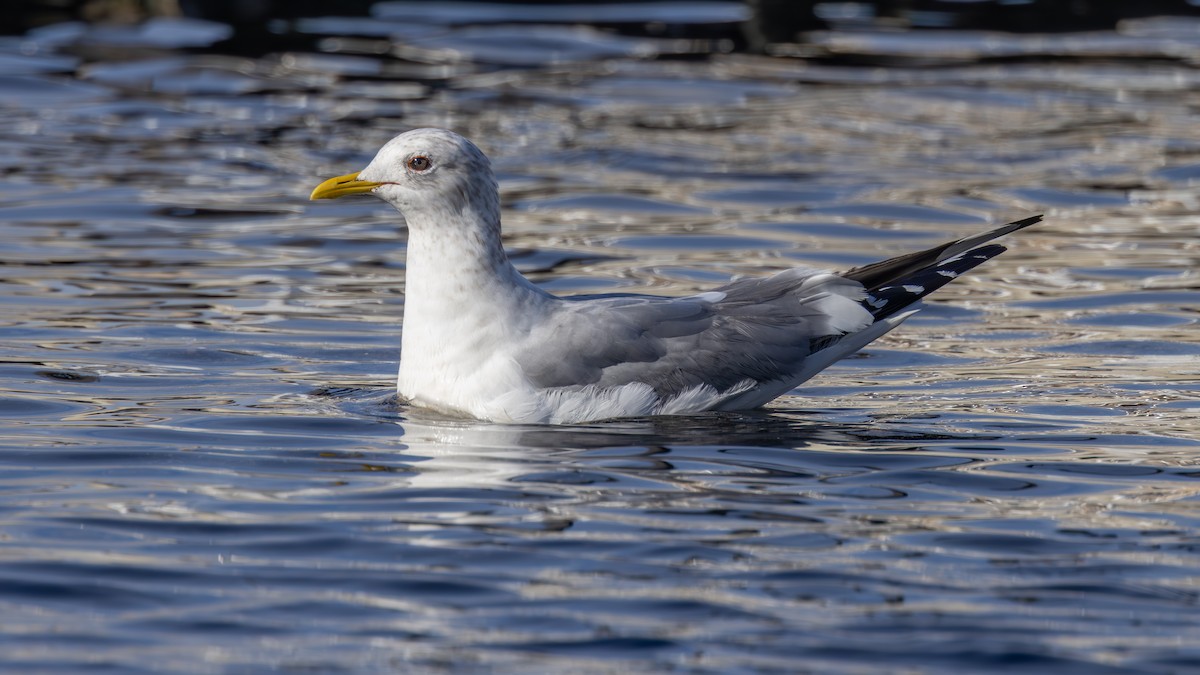 Short-billed Gull - ML651046711