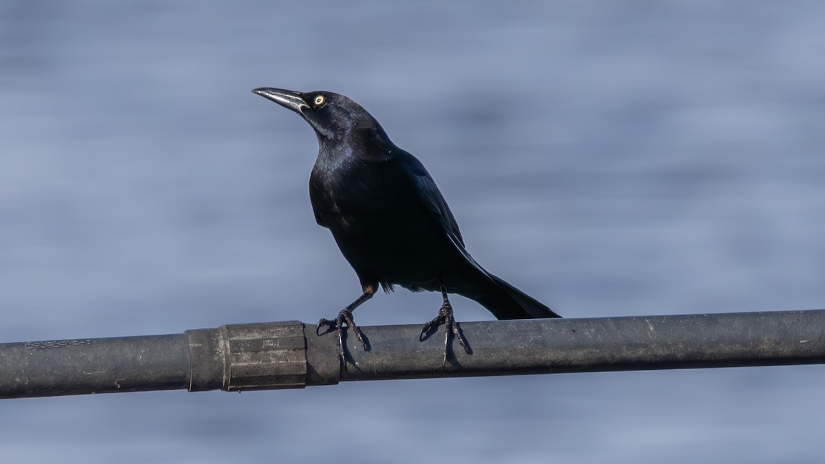 Great-tailed Grackle - ML651046747