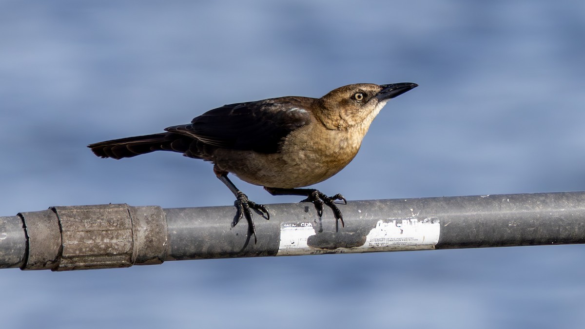 Great-tailed Grackle - ML651046748
