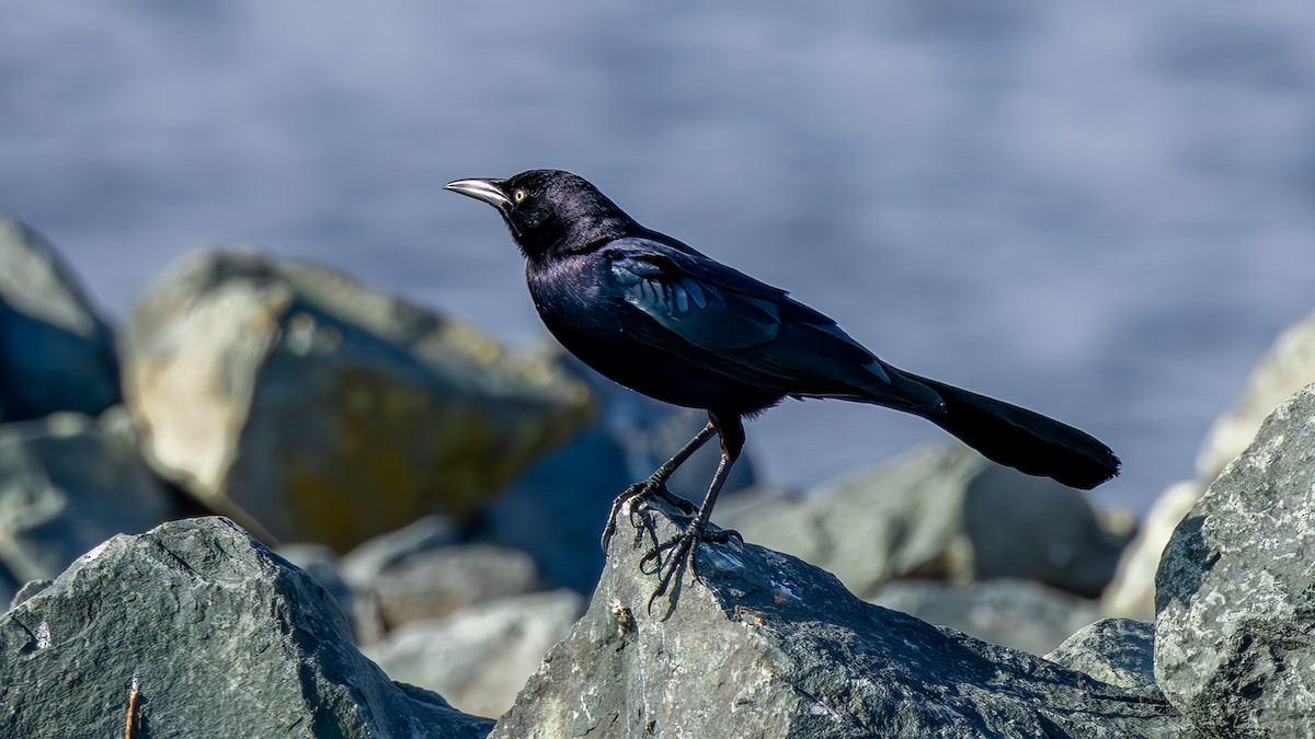 Great-tailed Grackle - ML651046749