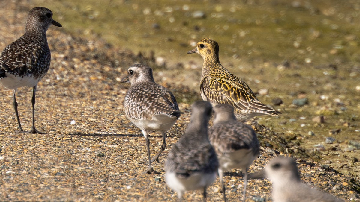 Pacific Golden-Plover - ML651046762
