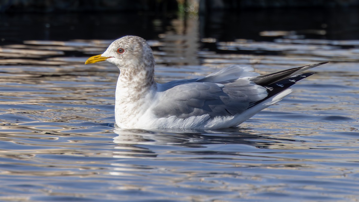 Short-billed Gull - ML651046794