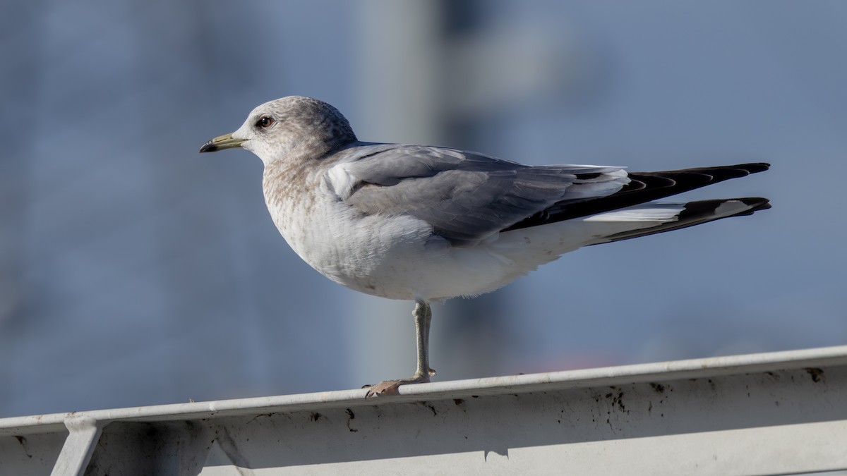 Short-billed Gull - ML651046808