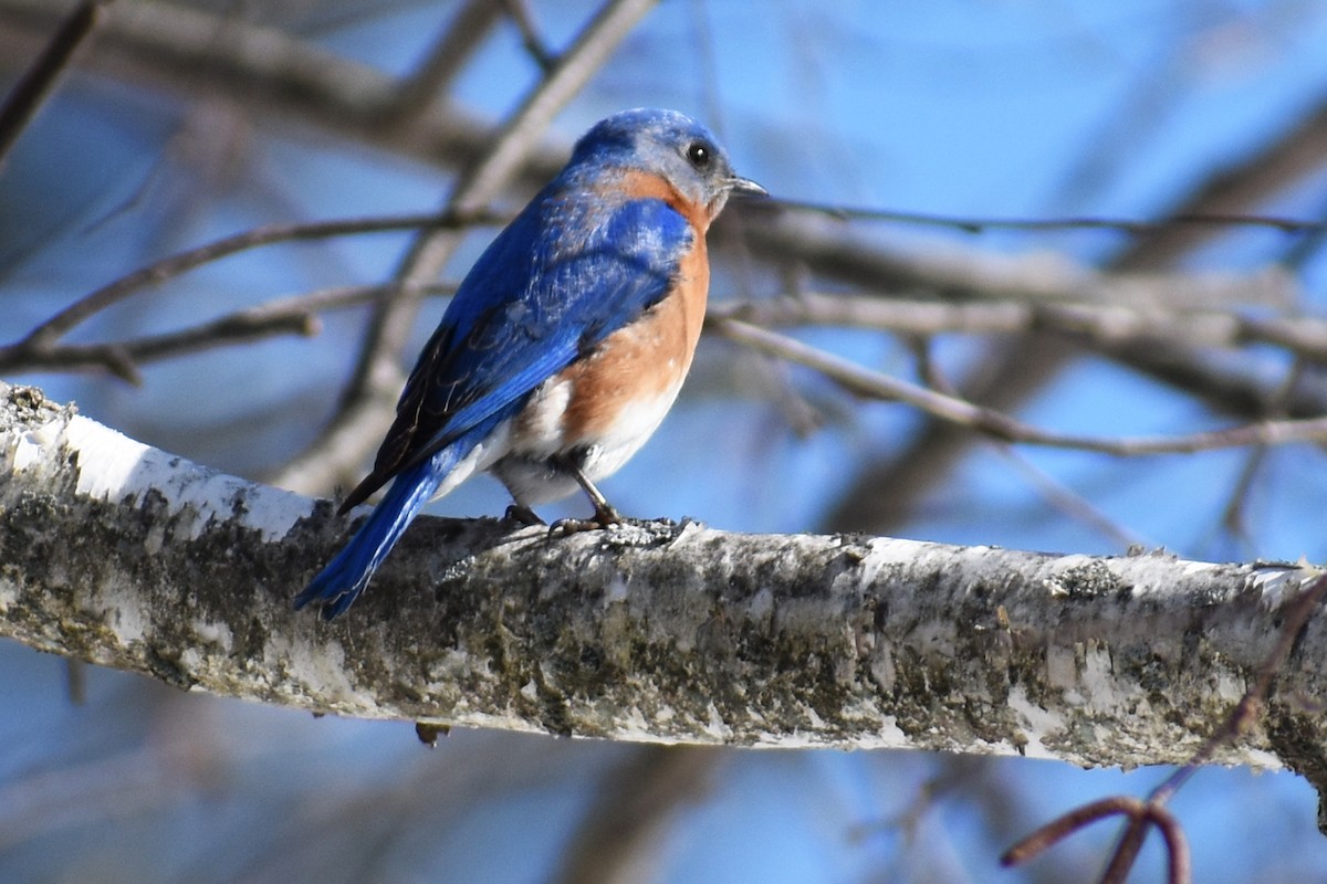 Eastern Bluebird - ML651046854