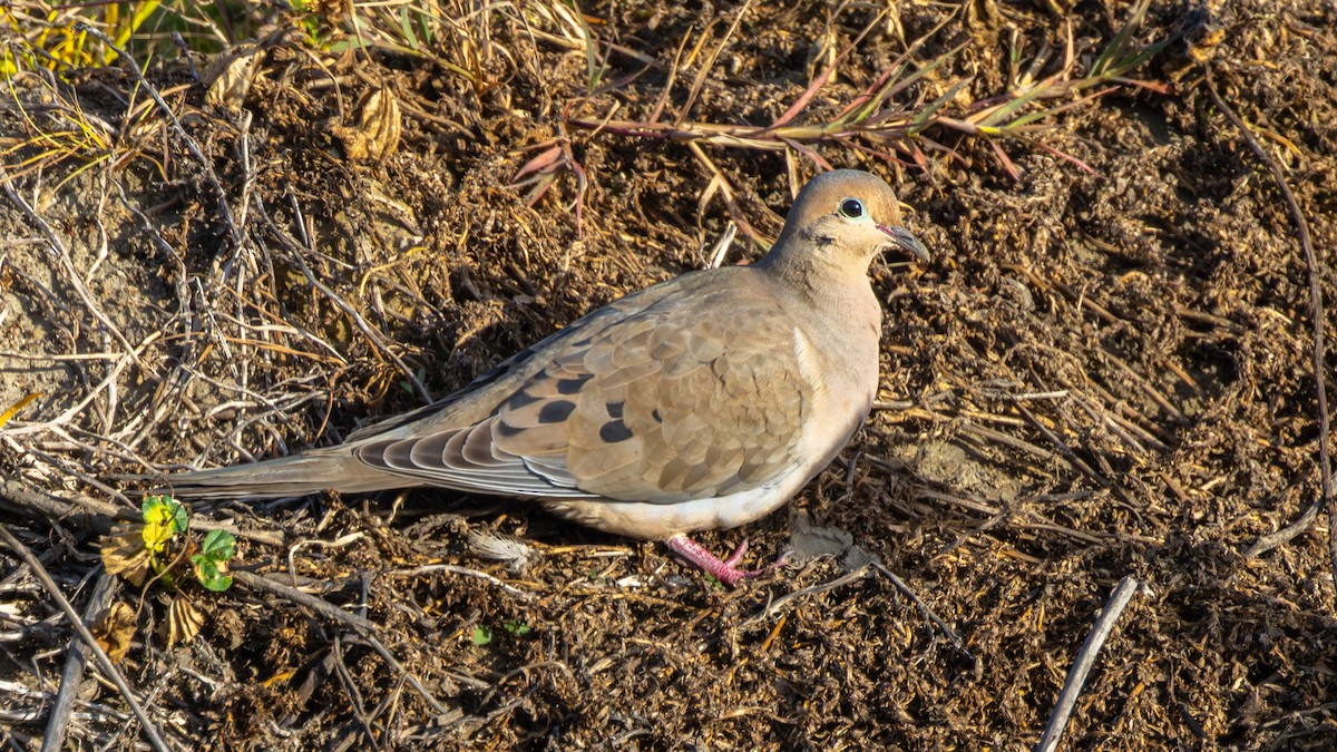 Mourning Dove - ML651046896