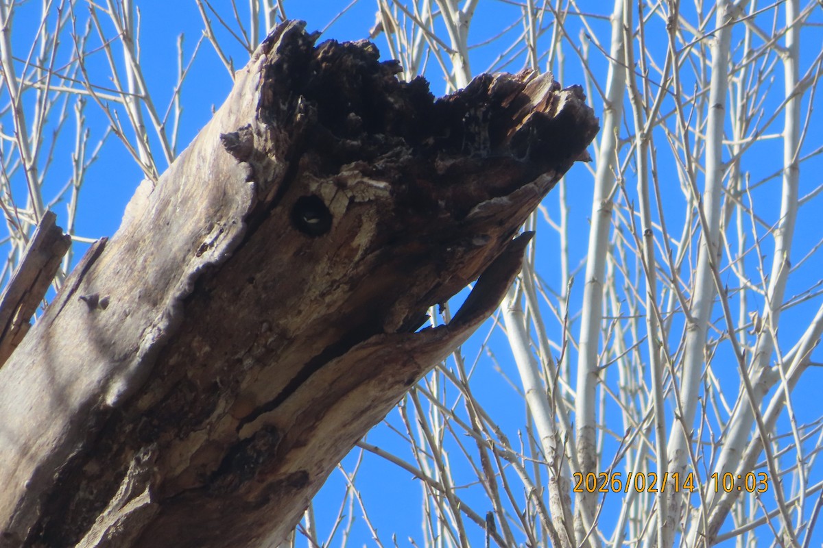 ミドリツバメ - ML651046972