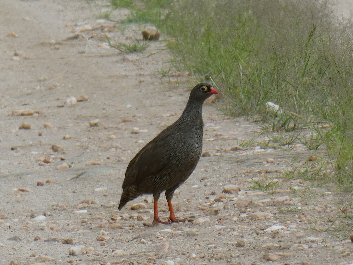 Red-billed Spurfowl - ML651047556