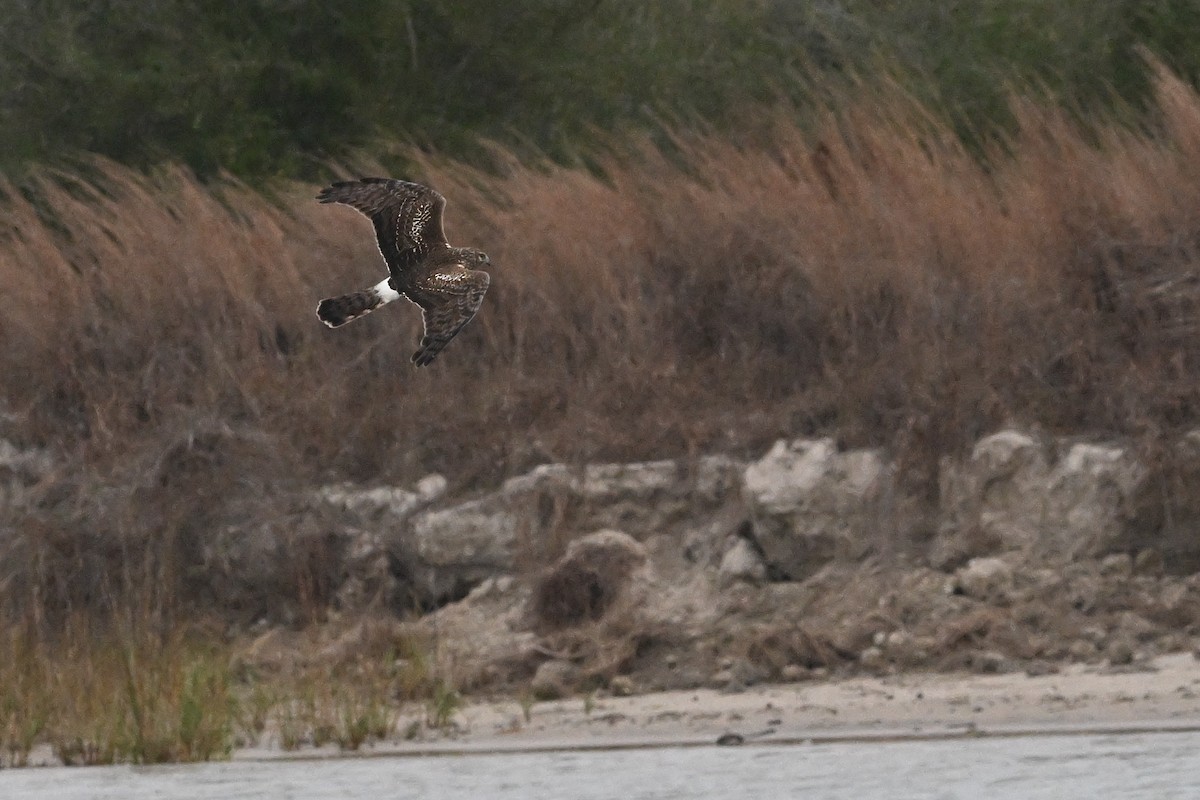 זרון אמריקני - ML651047823