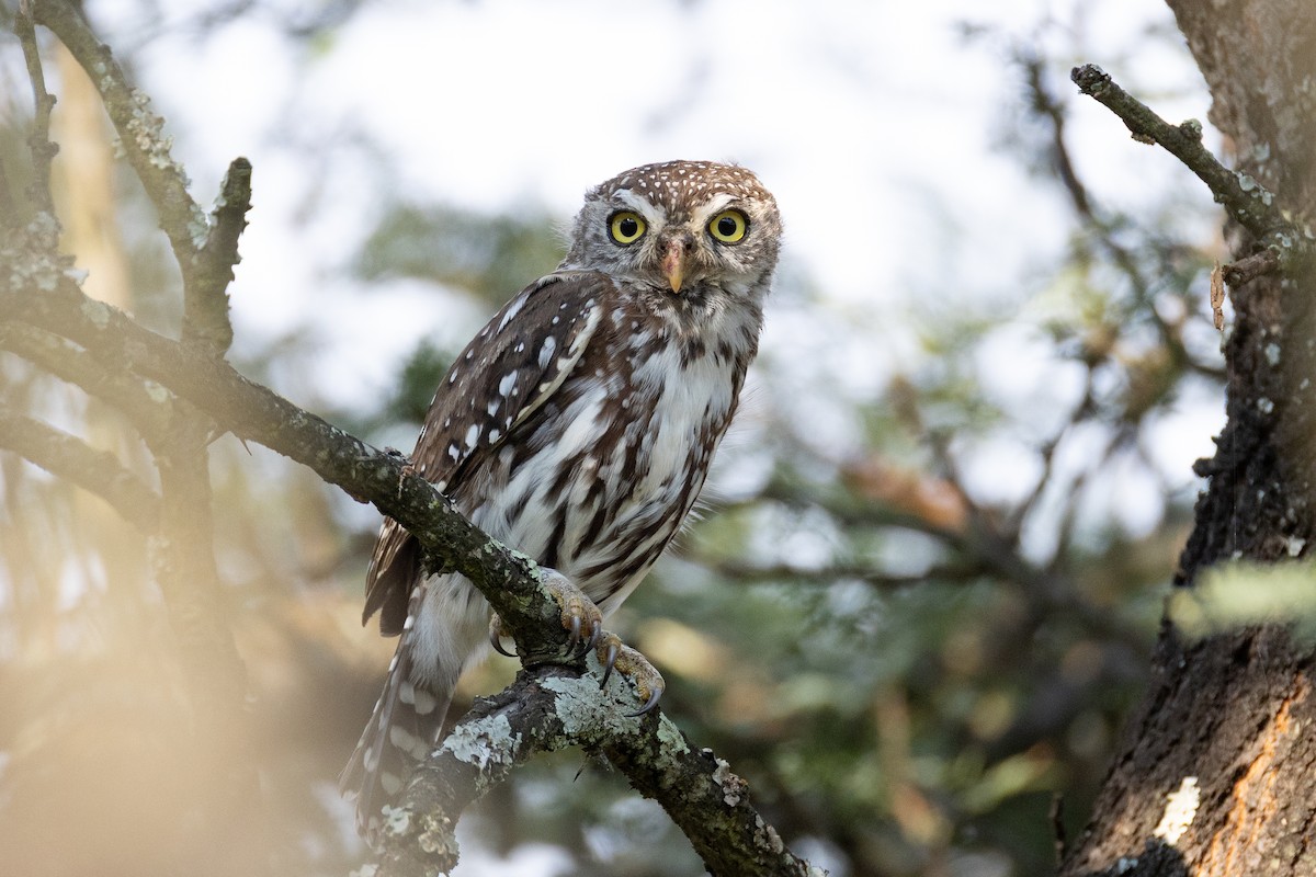 Pearl-spotted Owlet - ML651047894
