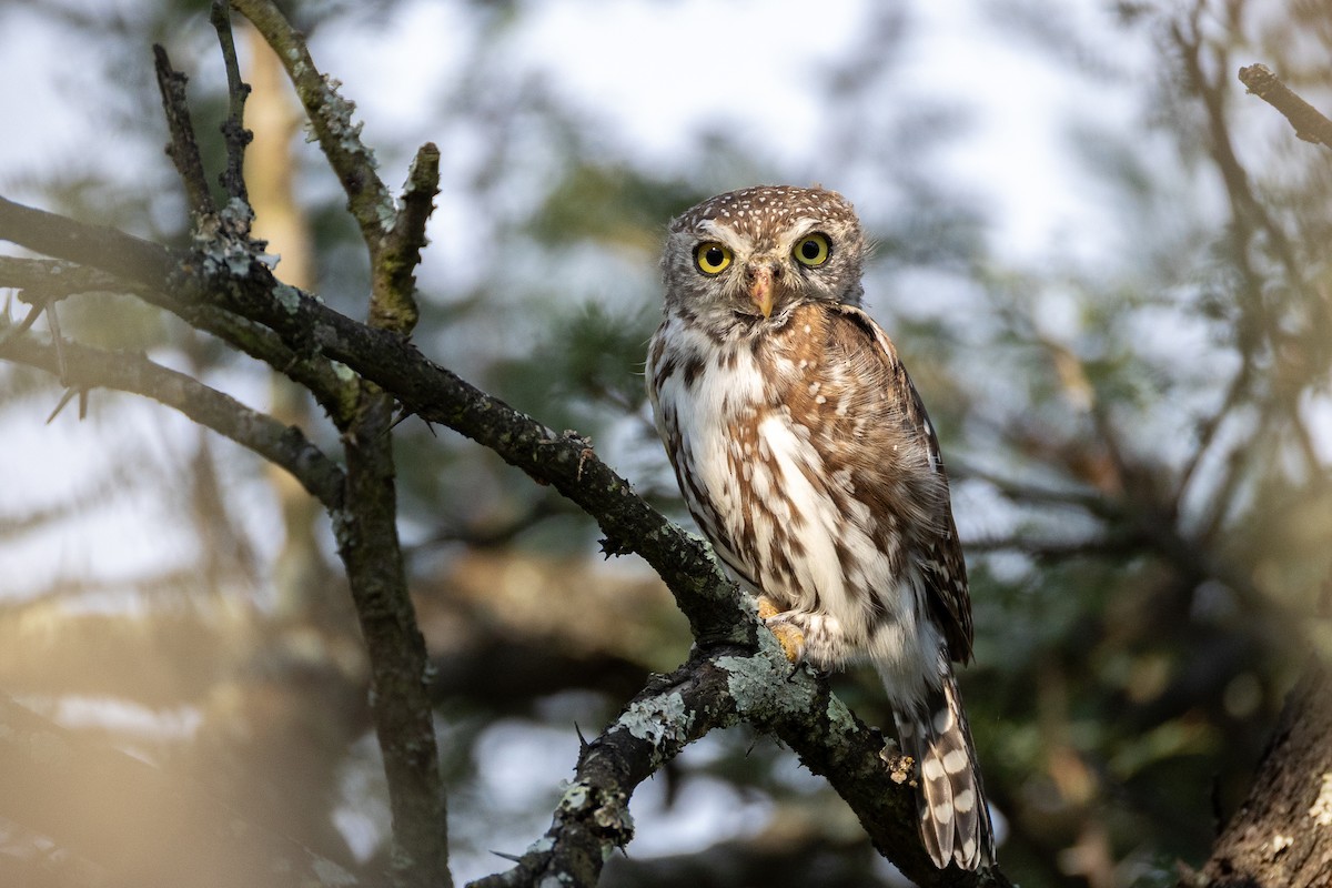 Pearl-spotted Owlet - ML651047900