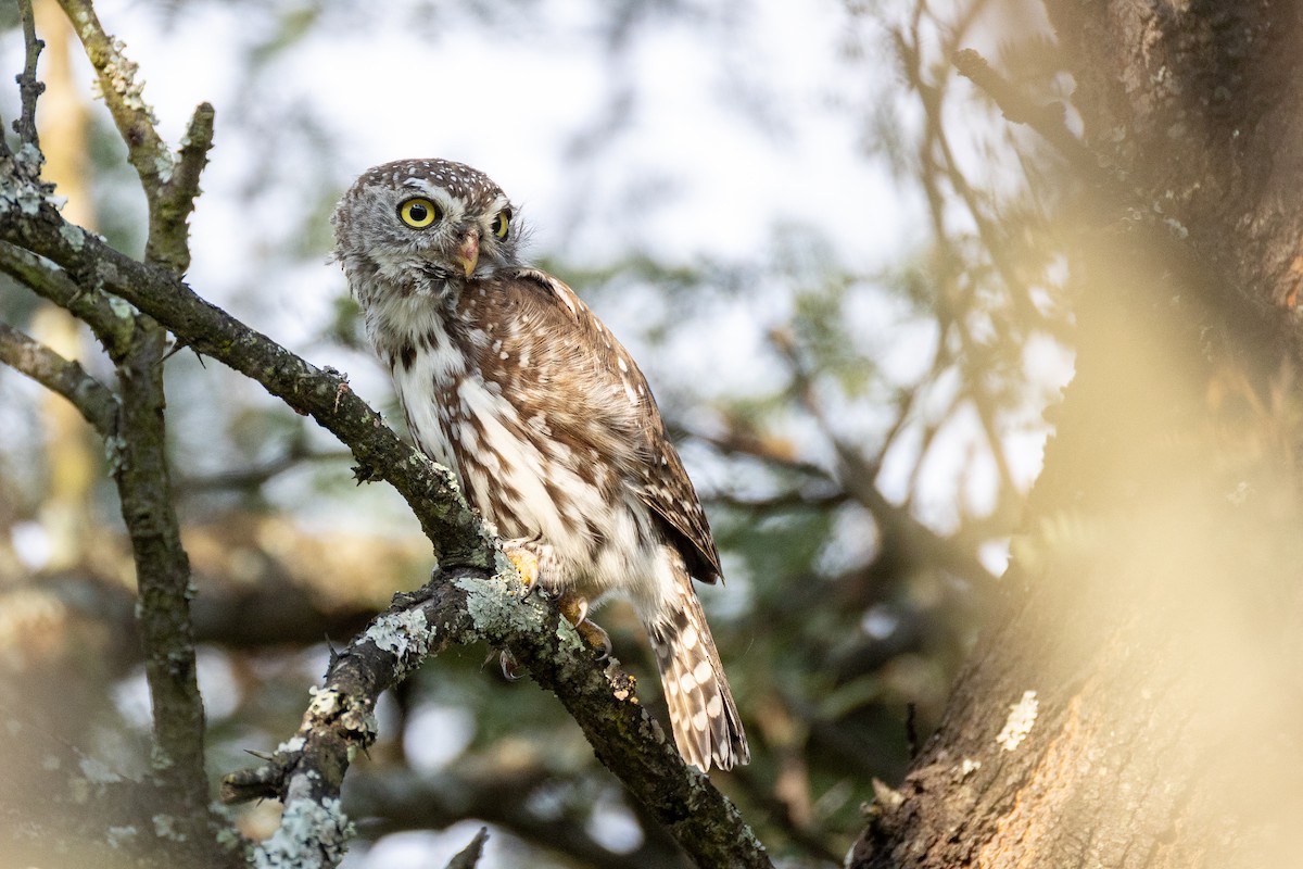 Pearl-spotted Owlet - ML651047906