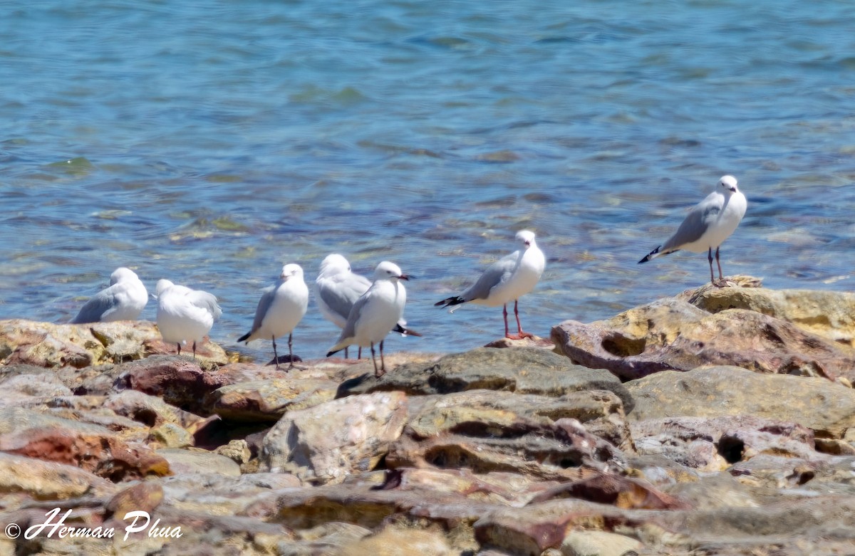 紐澳紅嘴鷗 - ML651048145