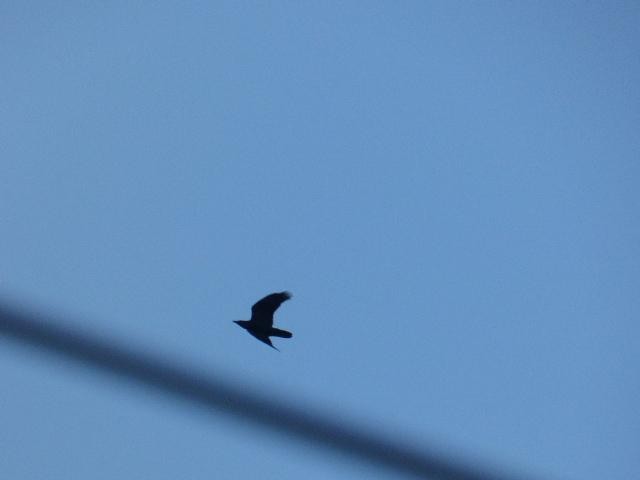 Common Raven - ML651048661