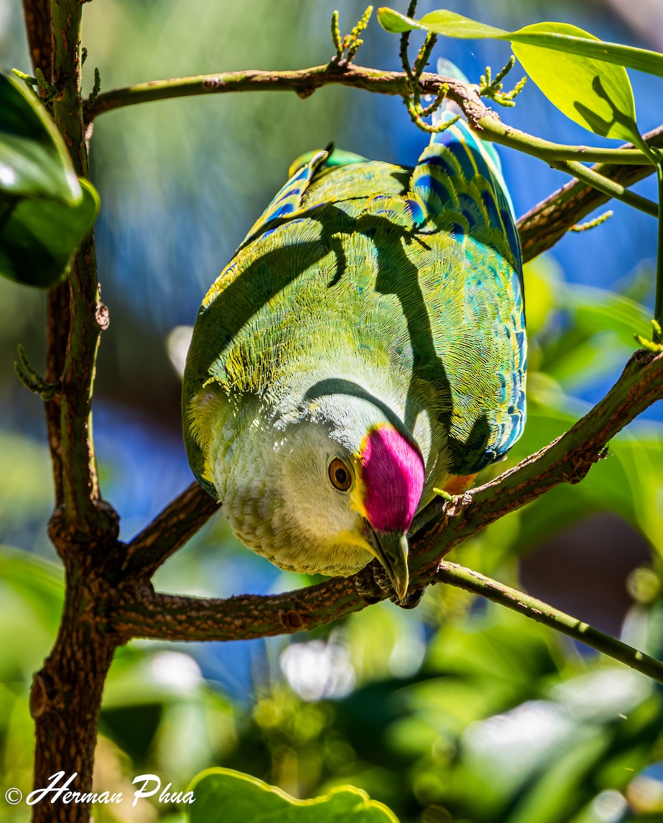 Rose-crowned Fruit-Dove - ML651048925